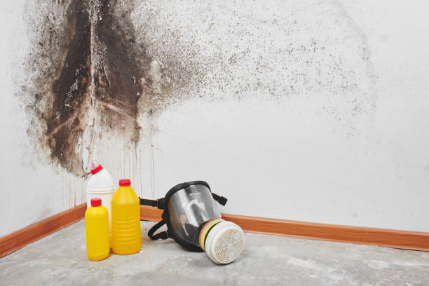 Best Crawl Space Mold Removal  in Greenwood Lake, NY