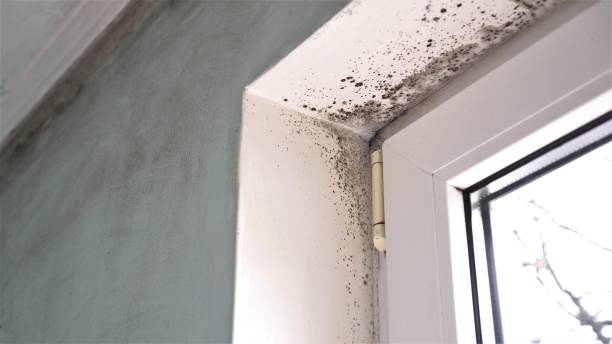 Best Office Mold Removal Services  in Greenwood Lake, NY