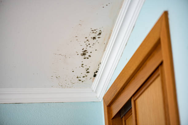 Best Residential Mold Removal  in Greenwood Lake, NY