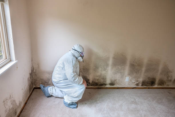 Best Black Mold Removal  in Greenwood Lake, NY
