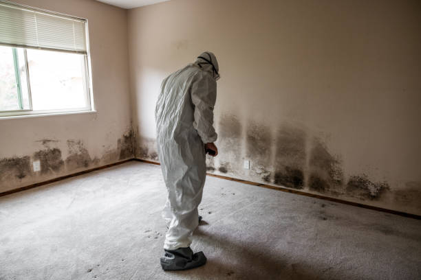 Mold Testing and Removal in Greenwood Lake, NY