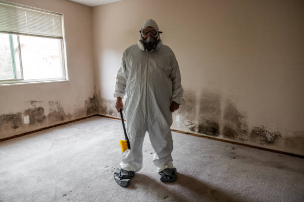 Best Local Mold Removal Service  in Greenwood Lake, NY