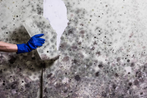 Best Mold Removal Company Near Me  in Greenwood Lake, NY