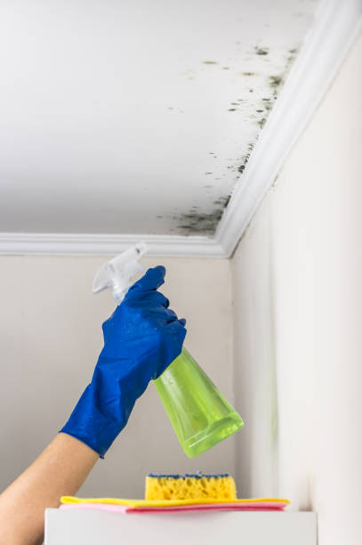 Best Certified Mold Removal  in Greenwood Lake, NY