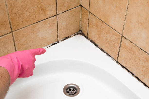 Best Toxic Mold Removal  in Greenwood Lake, NY