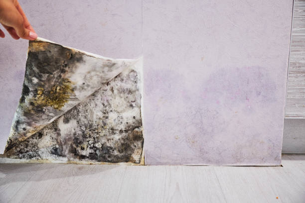 Best Home Mold Removal  in Greenwood Lake, NY